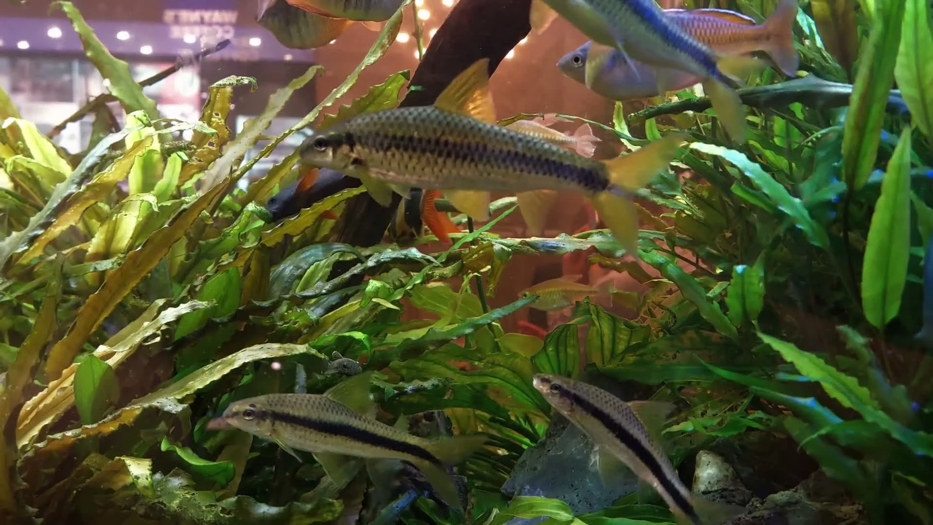 Planted community aquarium with several freshwater fish