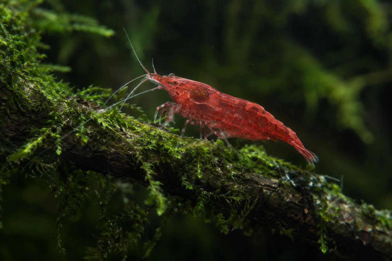 Red cherry shrimp on a moss-covered branch